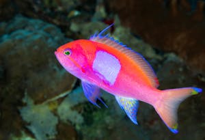 Reef Fish © Cheesemans’ Ecology Safaris