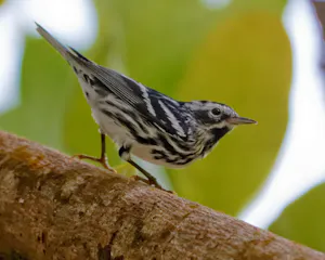 Black and White Warbler© Marc Lombardi
