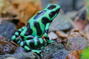 Green and Black Poison Dart Frog© Marc Lombardi