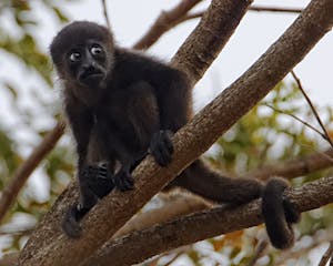 Howler Monkey© Marc Lombardi