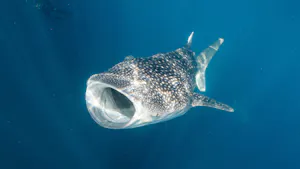 Whale Shark