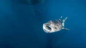 Raja Ampat Whaleshark