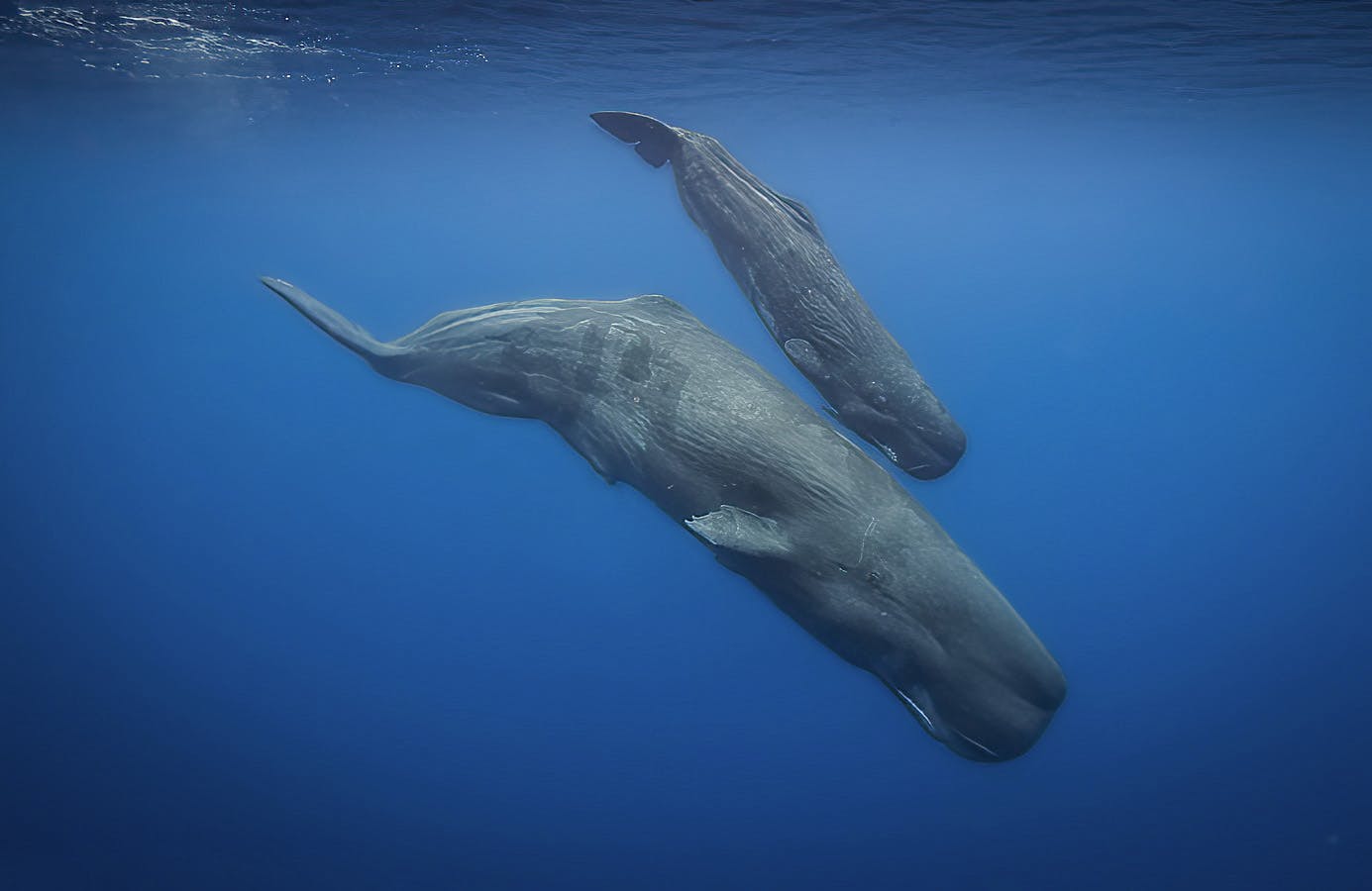 Sperm Whales© Scott Davis