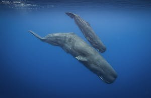 Sperm Whales© Scott Davis