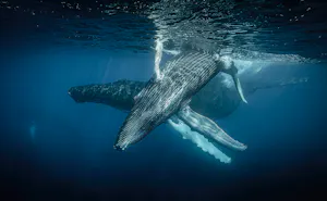 Humpback Whales © Scott Davis