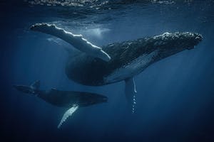 Humpback Whales © Scott Davis