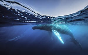 Humpback Whale © Scott Davis