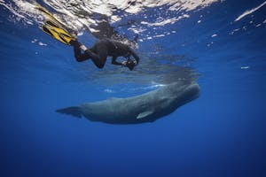 Snorkeler with Sperm Whale© Scott Davis