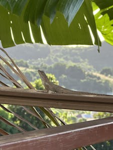 Lizard© Mark Langston