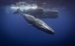 Sperm Whales© Scott Davis