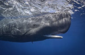 Sperm Whale© Scott Davis