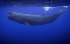 Sperm Whale© Scott Davis