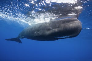 Sperm Whale© Scott Davis
