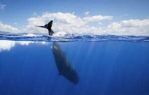 Sperm Whale© Scott Davis