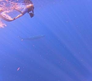 Snorkeler with Sperm Whale© Mark Langston