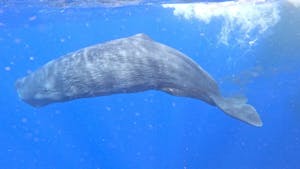 Sperm Whale© Mark Langston