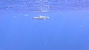Dolphins© Mark Langston