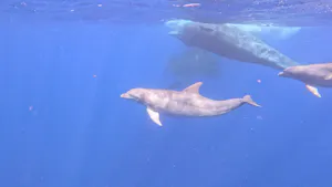 Dolphins and Sperm Whales© Mark Langston