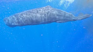 Sperm Whale© Mark Langston