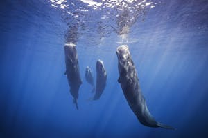 Sperm Whales© Scott Davis