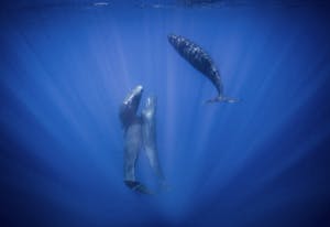 Sperm Whales© Scott Davis
