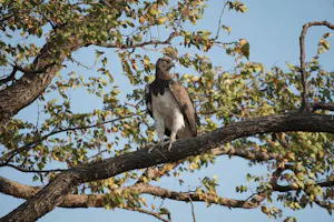 Martial Eagle © Bonnie Miller