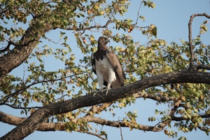 Martial Eagle © Bonnie Miller