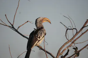 Southern Yellow-billed Hornbill © Bonnie Miller