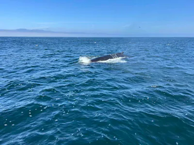 Monterey Bay wildlife