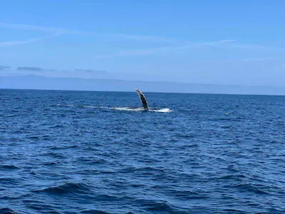Monterey Bay wildlife