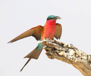 Southern Carmine Bee-Eater© Vusa Ncube