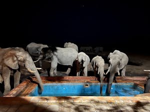 Elephants© Bonnie Miller