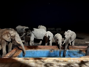 Elephants© Bonnie Miller
