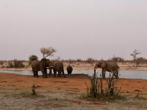 Elephants© Bonnie Miller