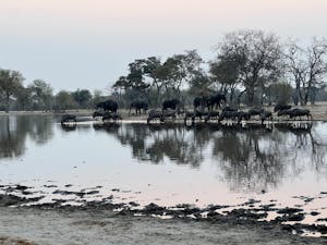 Elephants & Wildebeests© Bonnie Miller