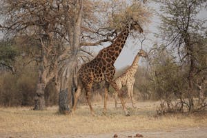 Giraffes© Bonnie Miller