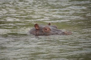 Hippo© Bonnie Miller