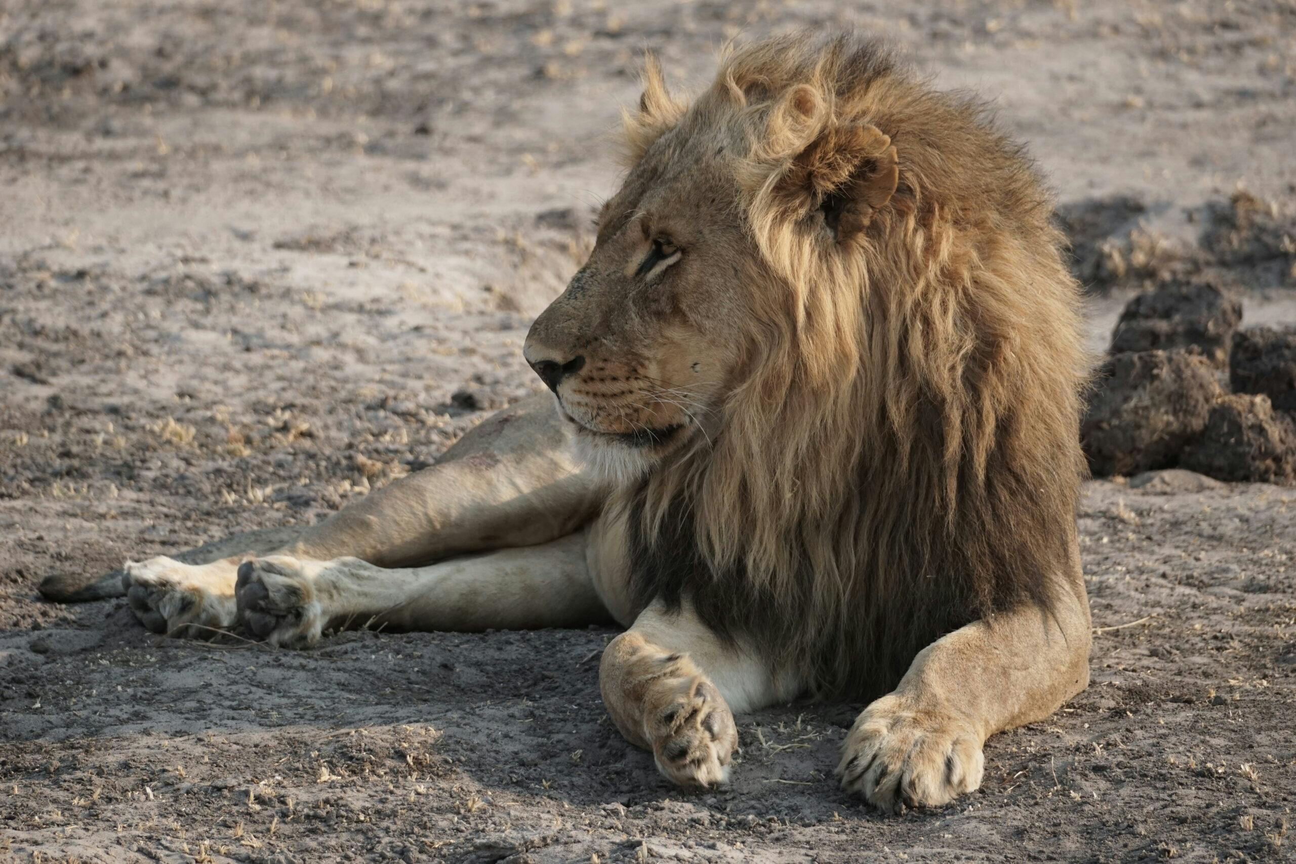 Lion© Bonnie Miller