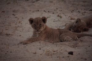 Lion© Bonnie Miller