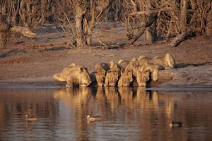Lions© Bonnie Miller