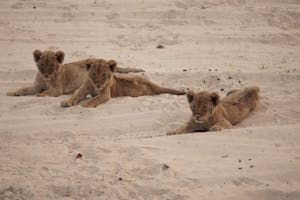 Lions© Bonnie Miller