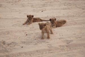Lions© Bonnie Miller