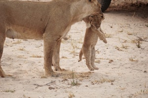 Lions© Bonnie Miller