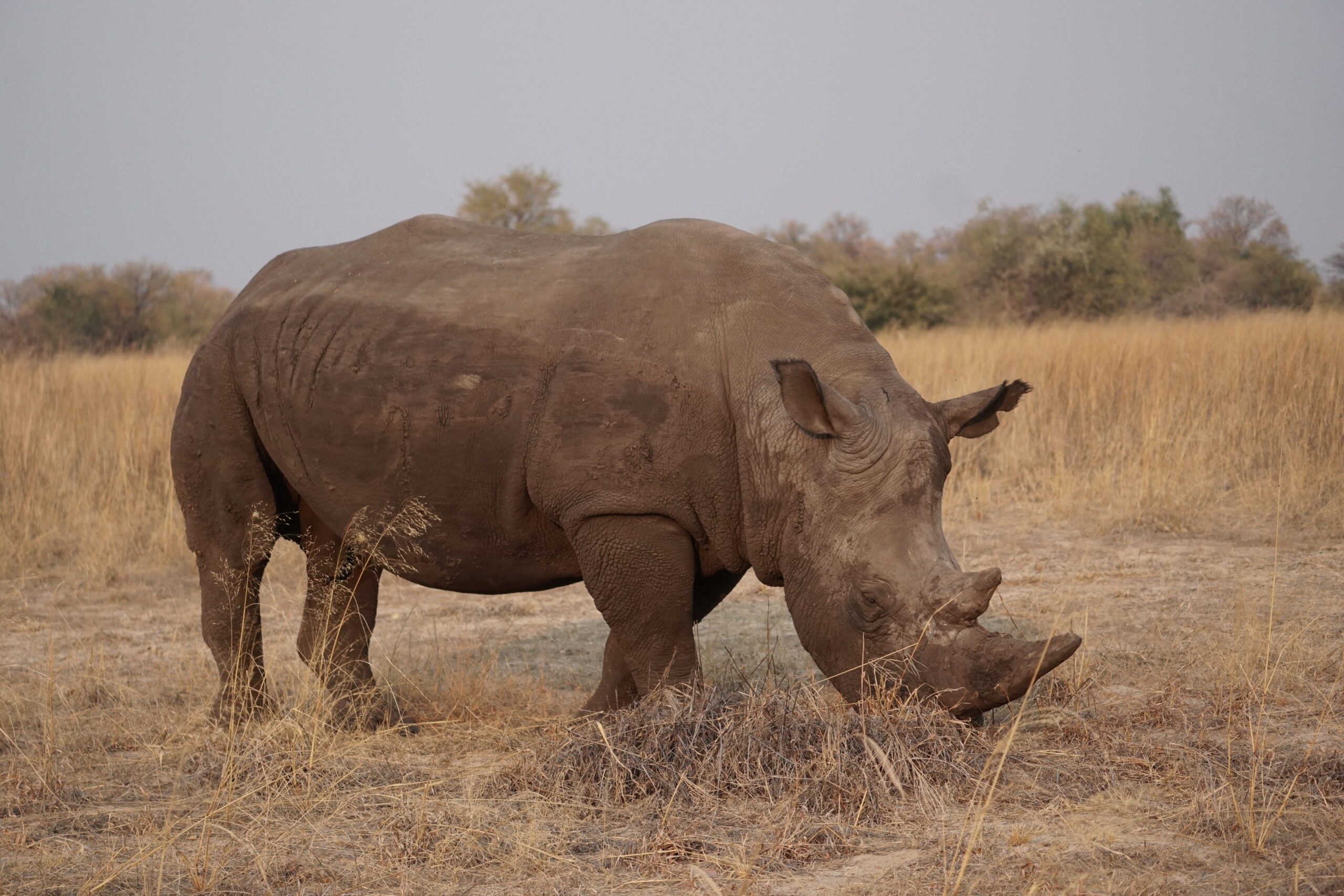 White Rhino© Bonnie Miller