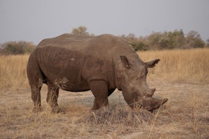 White Rhino© Bonnie Miller