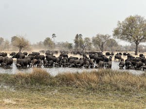 Cape Buffalo© Bonnie Miller