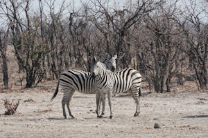 Zeebras© Bonnie Miller
