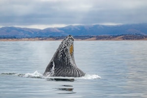 Humpback Whale© Morgan Quimby