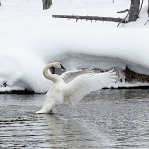 Trumpeter Swan© Max Salfinger