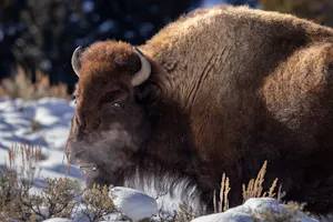 Bison©Georgia Struhsaker